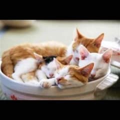 翡翠さん専用のサムネイル