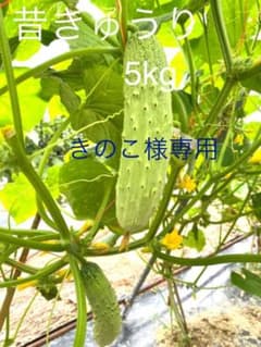 昔きゅうりのサムネイル