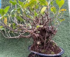 沖縄 ガジュマル 石抱き 盆栽 - メルカリ