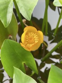 【睡蓮】コウホネ　河骨　水蓮　スイレン　耐寒性　温帯のサムネイル