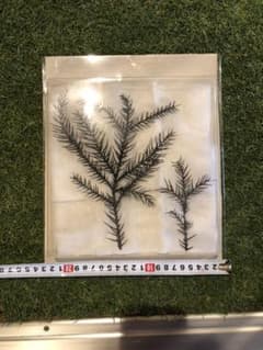 花炭 炭 木炭 竹炭のサムネイル