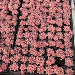 Top【選抜株】プラグトレー苗 23477クイーンHyb 105個プラグトレー苗 Top【選抜株】 多肉植物 20662オウンスロー 105個 プラグトレー苗