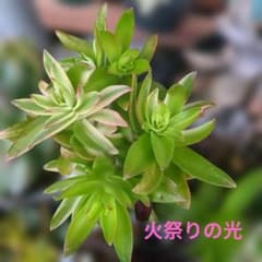 Thumbnail of 火祭りと火祭りの光カット苗10本
