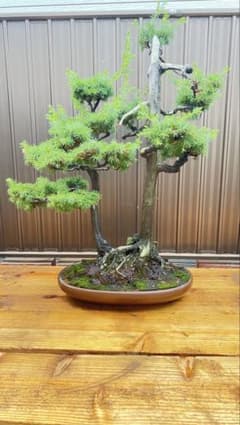杜松 双幹 盆栽 古木風 山採り風_神_天舎利_枯れた枝が物の哀れを感じ