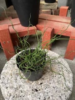 【fuji❁様専用】《地植え掘り上げ株》くるくる育つ水生植物『ラセンイ』［常緑］のサムネイル