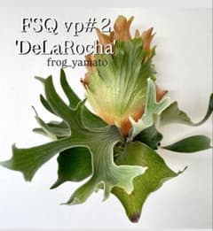 ウネリ選抜 FSQ vp#2 DeLaRocha デラロッチャ spore ウネリ選抜 FSQ vp#2 DeLaRocha デラロッチャ spore - メルカリ