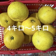 鹿児島県産　文旦　ボンタン　4〜5キロのサムネイル