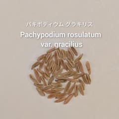 自家採種種子】パキポディウム・グラキリス 10粒+α - メルカリ