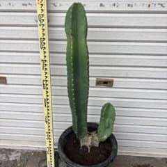 柱サボテン ドライガーデン 観葉植物 ココスヤシ サボテン 鬼面角