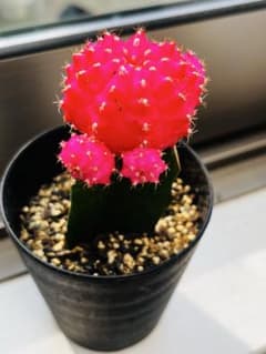 ♡年末年始SALE♡ピンク緋牡丹 サボテン苗、実生苗 抜き苗 接木 - メルカリ