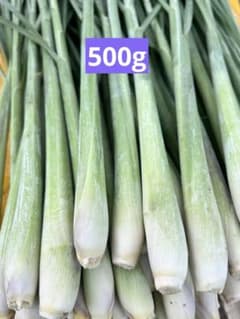 新鮮 レモングラス 500gのサムネイル