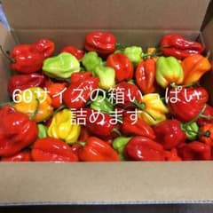 激辛唐辛子　ハバネロのサムネイル