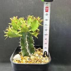 ムランジーナ　挿し木のサムネイル