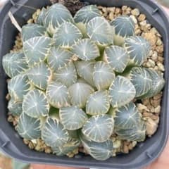多肉植物 ハオルチア ブラックオブツーサ錦糊斑 - メルカリ
