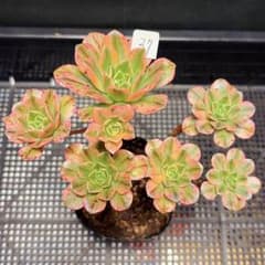 37#観葉植物 アエオニウム錦❤️ブロンズメダル錦❤️甜茶❤️7大頭