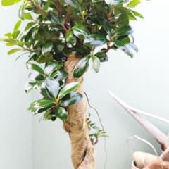 現品】曲がり 昇り龍 ガジュマル 縁起物 白 ロングポット7 - メルカリ