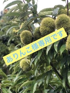 貯蔵栗のサムネイル