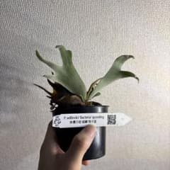 ビカクシダ ウィリンキー バクテリア スポア - メルカリ