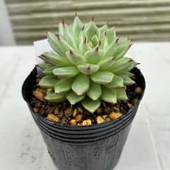 多肉植物 黒爪ザラゴーサ 抜き苗 - メルカリ