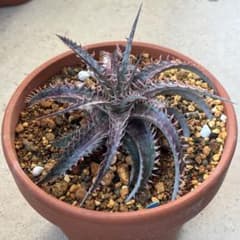 ディッキア ピンクミリピード Dyckia 'Pink Millipede' - メルカリ
