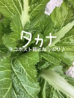 高菜！ネコポストにたっぷり♩のサムネイル
