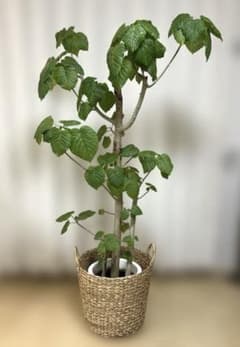 フィカス ウンベラータ 180cm 10号 直線　かご付き　現地取引　長野県 フィカス ウンベラータ 180cm 10号 直線 かご付き 現地取引 長野県