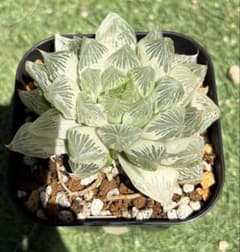 日曜まで！1週間限定出品】 ハオルチア スウェイ H. 'Sway' 多肉植物