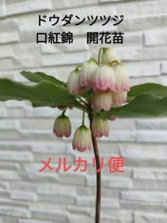 ドウダンツツジ　口紅錦　開花苗　メルカリ便のサムネイル