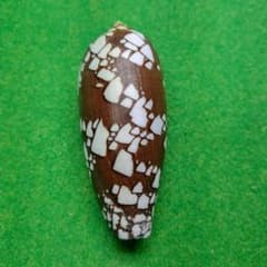 ツボイモガイ87ミリ 貝殻標本のサムネイル