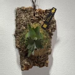 ビカクシダ P. Willinckii OMG Sporeling - メルカリ