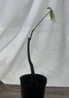 パキラ 観葉植物 実生苗④ 曲がりのサムネイル