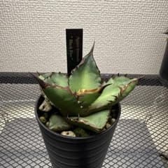 25アガベ チタノタ オテロイ ブラックファイヤー 子株 - メルカリ