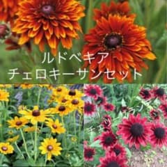 ルドベキア　3種セットのサムネイル
