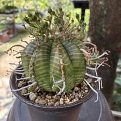 ラスト！　ガリエピナ　ユーフォルビア　2粒　多肉植物　塊根植物　種子 ユーフォルビア バリダ塊根植物 種子10粒 7月11日採取 - メルカリ