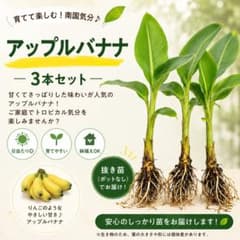 アップルバナナ 3本セット アップルバナナ 3本セット - メルカリ
