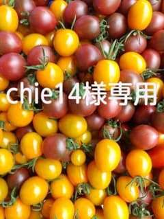 ミニトマト 無農薬 化学肥料不使用 1キロのサムネイル