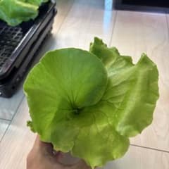 ビカクシダ Platycerium コロナリウムシン 16 胞子培養のサムネイル