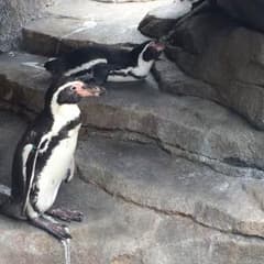 ぽん様専用のサムネイル