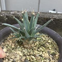 子吹きコウザンのサムネイル