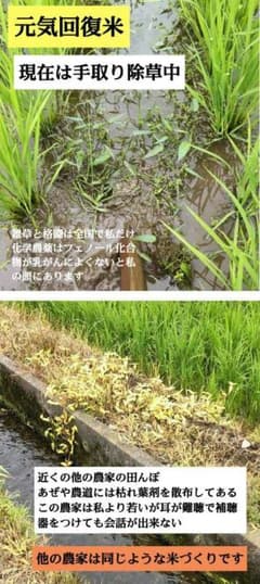 他の稲作との比較 7年産コシヒカリ 発芽用玄米10kg 特別栽培① 無農薬