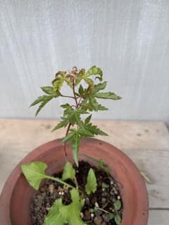 もみじの苗木 鉢植えのサムネイル