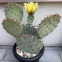 オプンチア　サンタリタのサムネイル