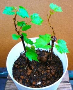 一才山ぶどう　抜き苗　２本のサムネイル