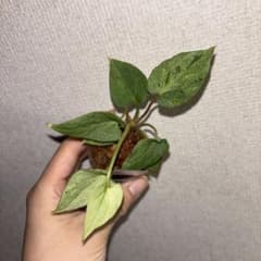 年*ー様 Anthurium Miss Freckles✖️RVDP（斑入り) R*0様 Anthurium Miss Freckles✖️RVDP（斑入り) - メルカリ