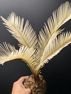 え*ん様 黄金ソテツ 大株 斑入りソテツ　 蘇鉄 モンステラ 白い蘇鉄 変異 ソ S*A様 TA49 ☆黄金ソテツ☆斑入りソテツ☆ 蘇鉄 モンステラ 白い