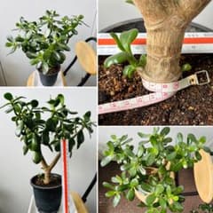 金のなる木　花月　花咲く親木から挿し木で成長　◆ 鉢ごと発送 金のなる木 花月 花咲く親木から挿し木で成長 ◇ 鉢ごと発送 - メルカリ