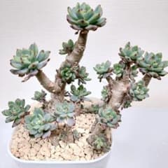 ブルーエルフ 多肉植物 エケベリア セダムのサムネイル