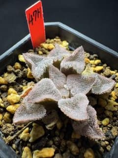 47h 多肉植物 ハオルチア 実生苗 自家繁殖 鉢植え発送 - メルカリ