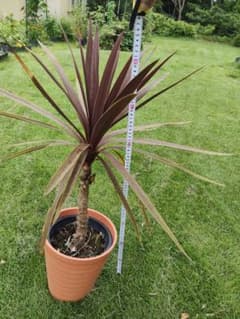 コルジリネ 観葉植物 鉢植えのサムネイル