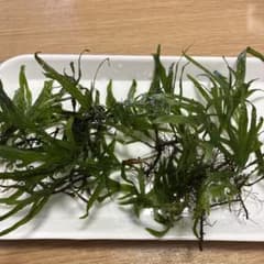 【訳あり特価】ミクロソリウム　トライデント　おまけ付きのサムネイル